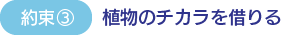 約束3　植物のチカラを借りる