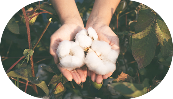 コットンの写真