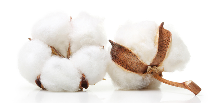 肌にやさしい天然コットン100%
